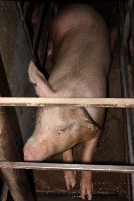 Sow stalls at Strathvean Piggery NSW