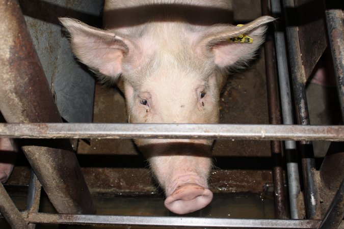 Face of sow in sow stall