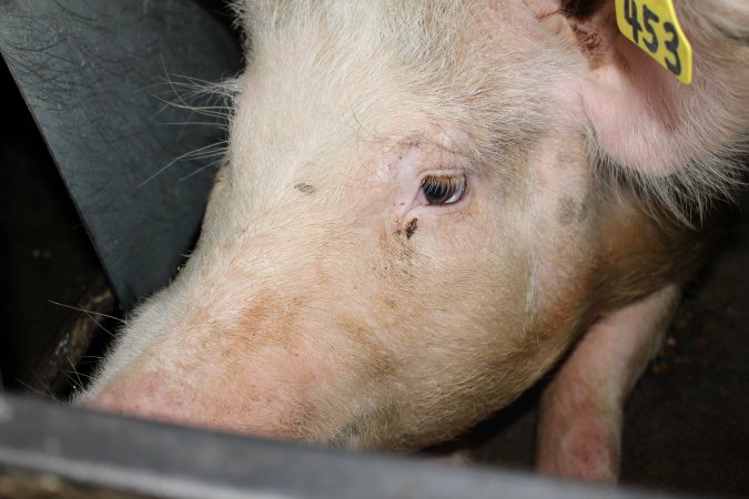 Face of sow in sow stall