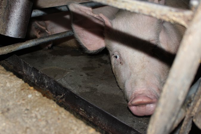 Sow stalls at Strathvean Piggery NSW