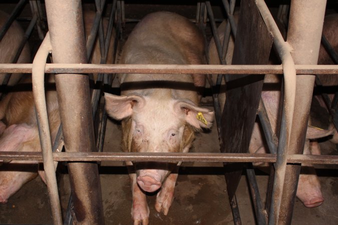 Sow stalls at Strathvean Piggery NSW