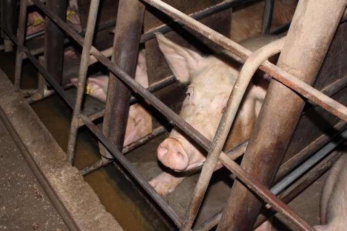 Sow stalls at Strathvean Piggery NSW