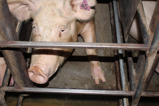 Sow stalls at Strathvean Piggery NSW