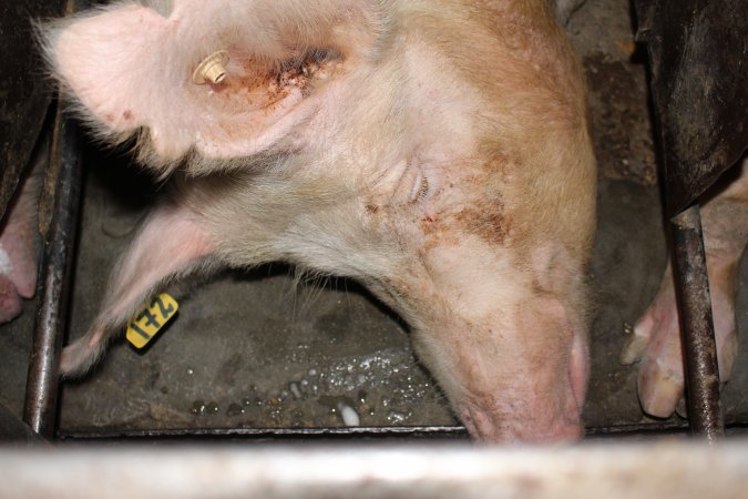 Sow stalls at Strathvean Piggery NSW