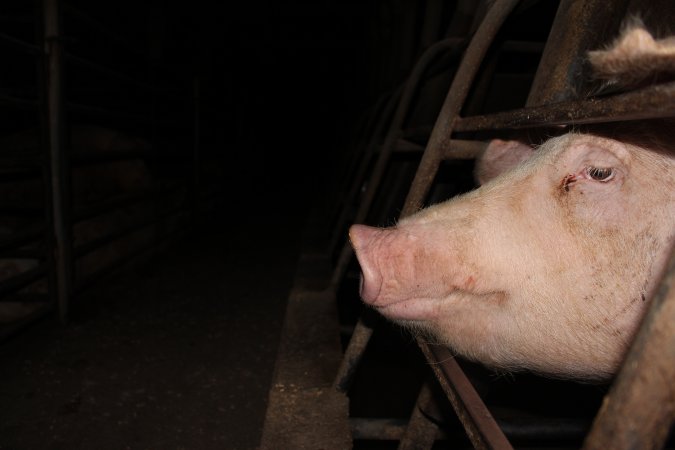 Sow stalls at Strathvean Piggery NSW