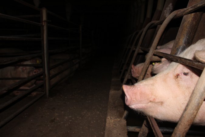 Sow stalls at Strathvean Piggery NSW