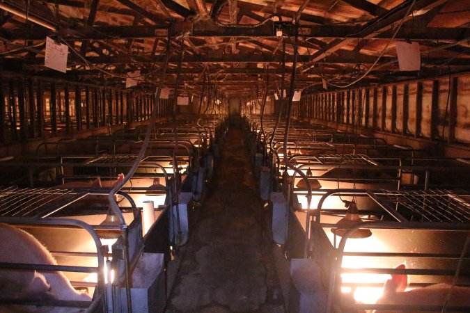 Looking down aisle of farrowing shed