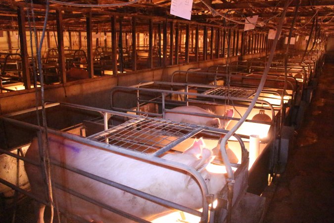 Farrowing crates at Strathvean Piggery NSW