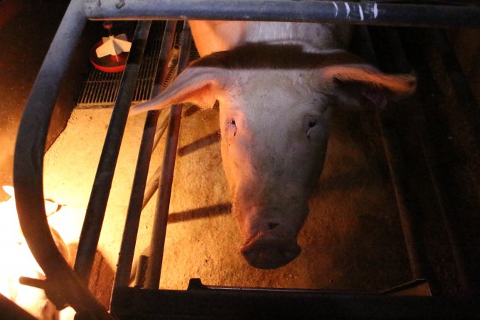 Farrowing crates at Strathvean Piggery NSW