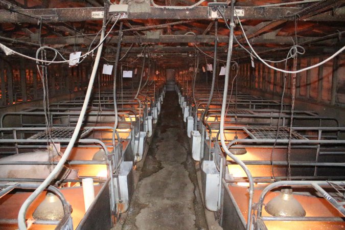 Looking down aisle of farrowing shed