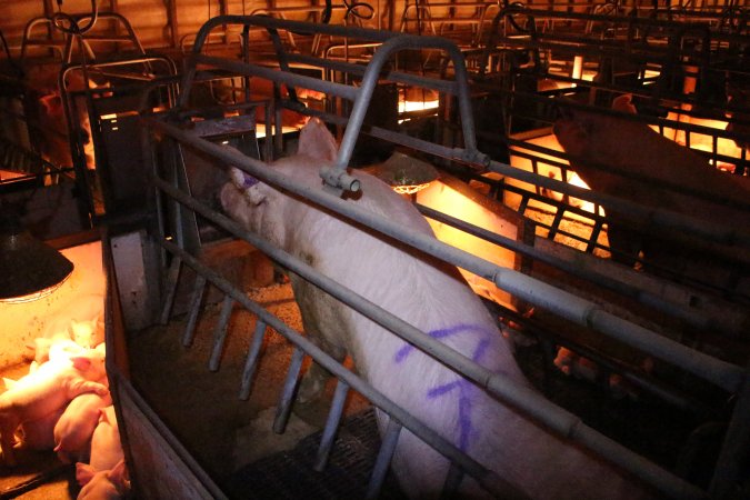 Farrowing crates at Strathvean Piggery NSW