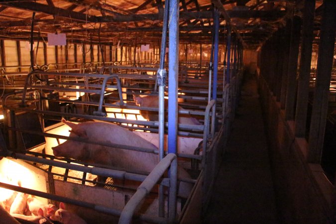 Farrowing crates at Strathvean Piggery NSW