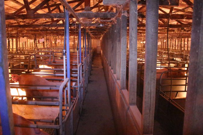 Looking down aisle of farrowing shed