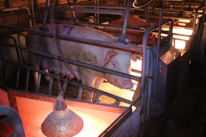 Farrowing crates at Strathvean Piggery NSW