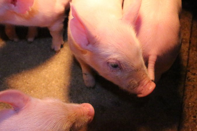 Farrowing crates at Strathvean Piggery NSW