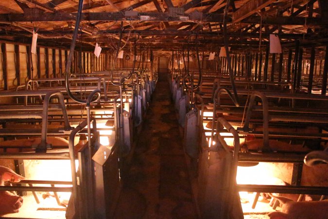 Looking down aisle of farrowing shed