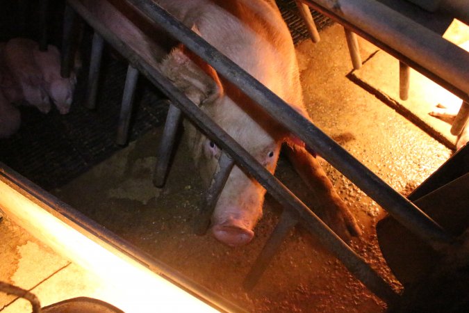 Farrowing crates at Strathvean Piggery NSW