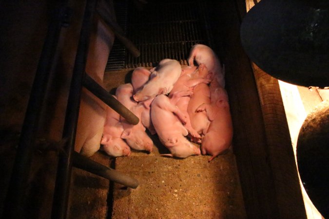 Farrowing crates at Strathvean Piggery NSW