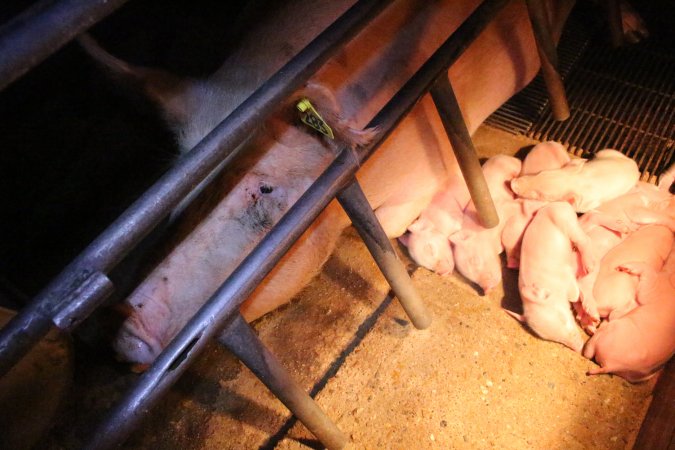 Farrowing crates at Strathvean Piggery NSW