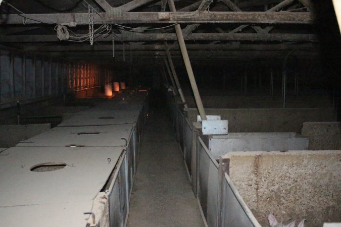 Farrowing crates at Strathvean Piggery NSW