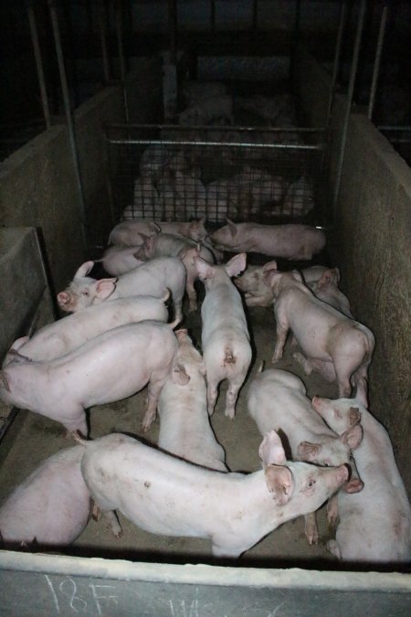 Weaner piglets