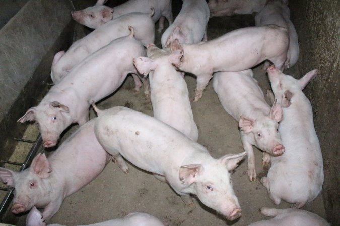 Weaner piglets