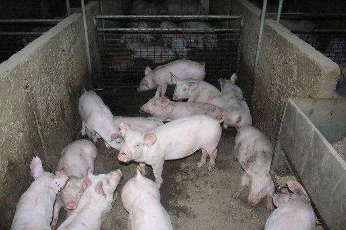 Weaner piglets