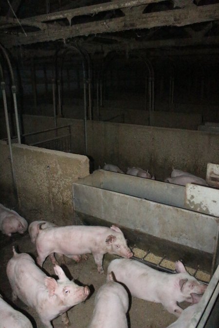 Farrowing crates at Strathvean Piggery NSW