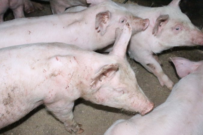 Weaner piglets