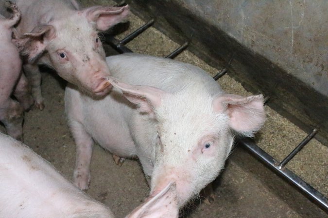 Weaner piglets