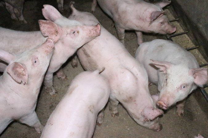 Weaner piglets