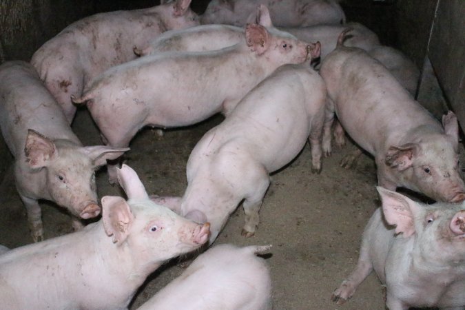 Weaner piglets