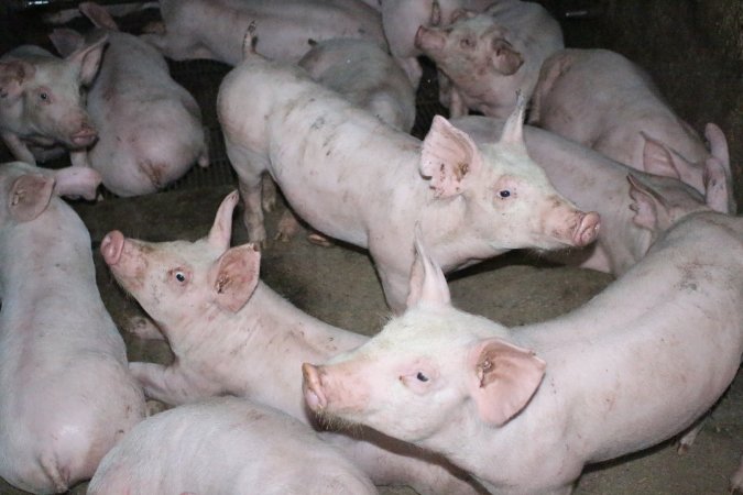 Weaner piglets