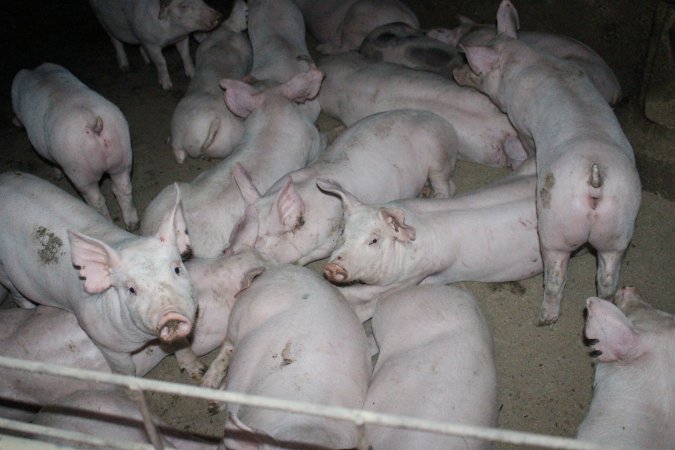 Grower pigs