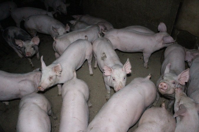 Grower pigs