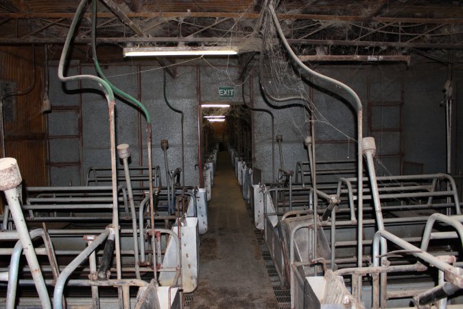 Farrowing crates at Boen Boe Stud Piggery NSW