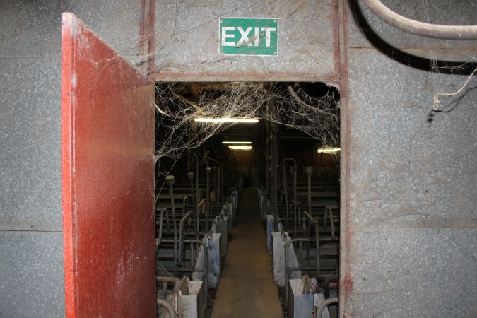 Farrowing crates at Boen Boe Stud Piggery NSW