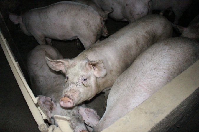 Australian pig farming