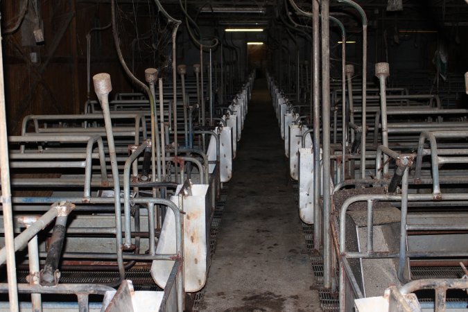 Farrowing crates at Boen Boe Stud Piggery NSW