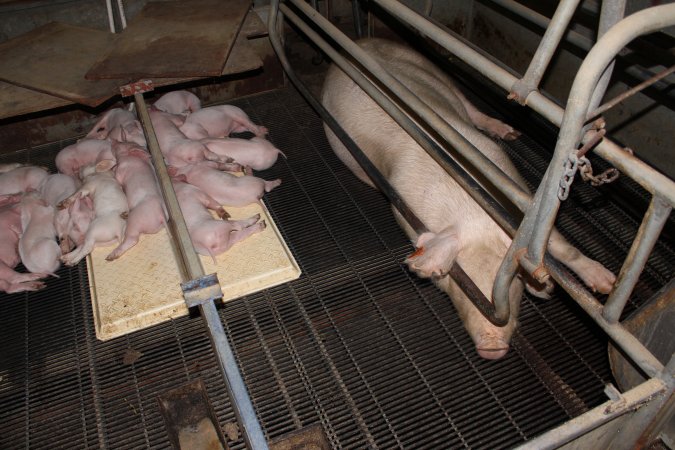 Farrowing crates at Boen Boe Stud Piggery NSW