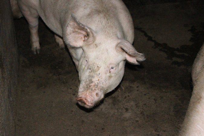 Australian pig farming