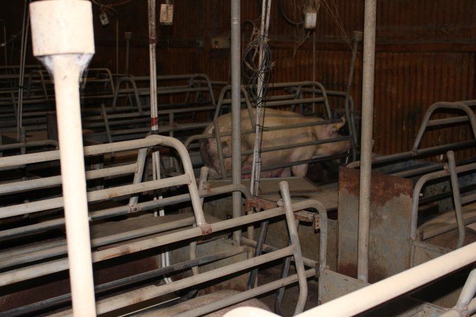 Farrowing crates at Boen Boe Stud Piggery NSW