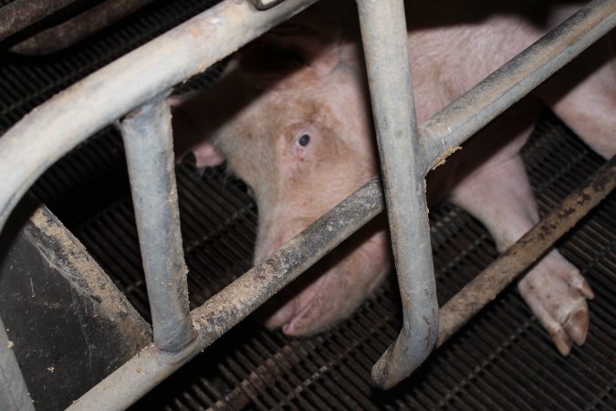 Farrowing crates at Boen Boe Stud Piggery NSW