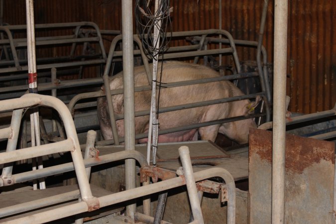 Farrowing crates at Boen Boe Stud Piggery NSW