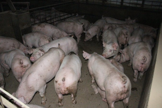 Grower/finisher pigs