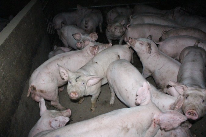 Grower/finisher pigs