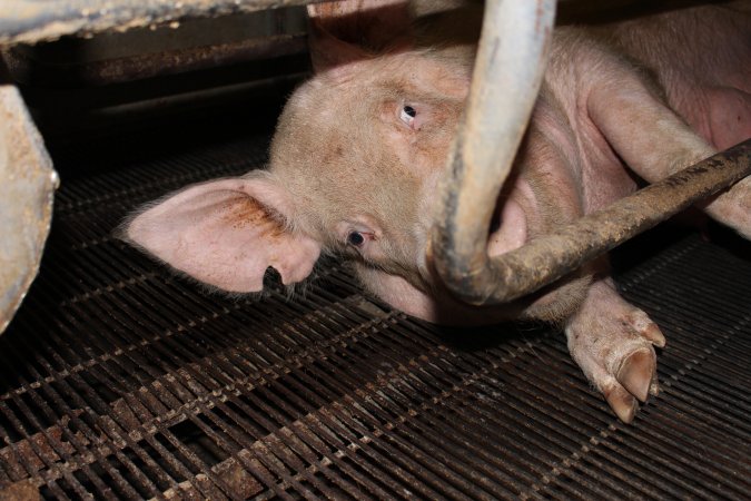 Farrowing crates at Boen Boe Stud Piggery NSW