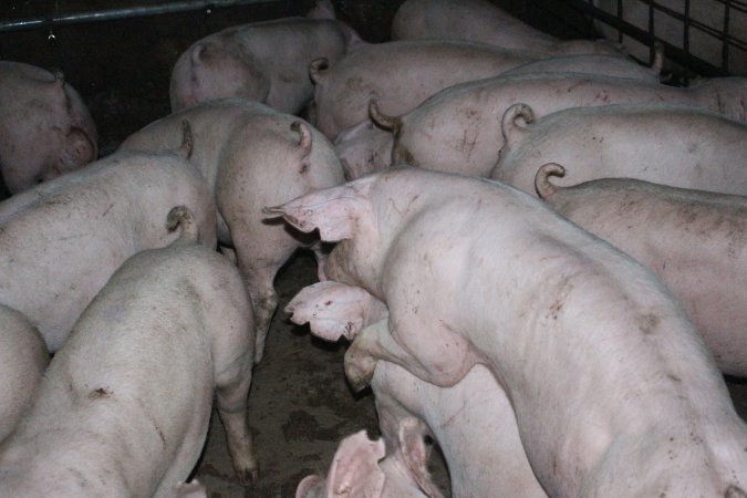 Grower/finisher pigs