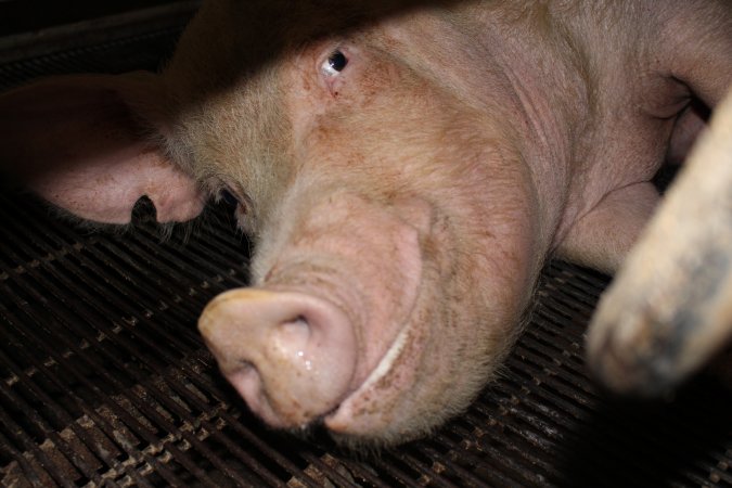 Farrowing crates at Boen Boe Stud Piggery NSW