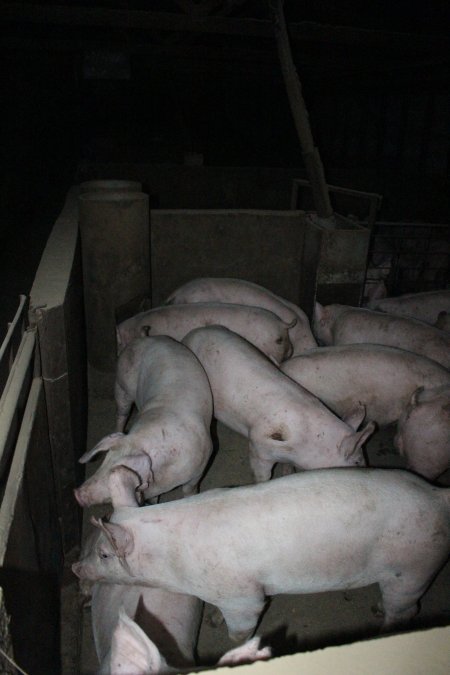 Grower/finisher pigs